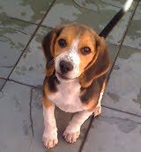 Bob