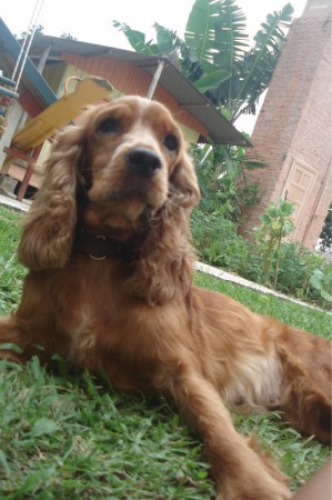 Belinha