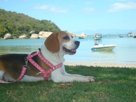 Bellinha